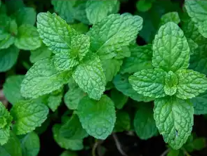 Peppermint (Podina) Herb Seeds – Premium Mint for Kitchen Gardening - Image 4