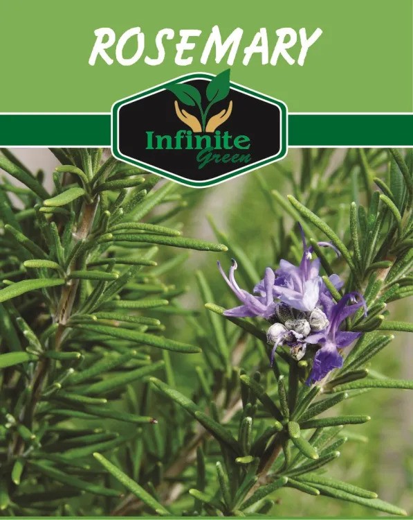 rosemary herb seeds