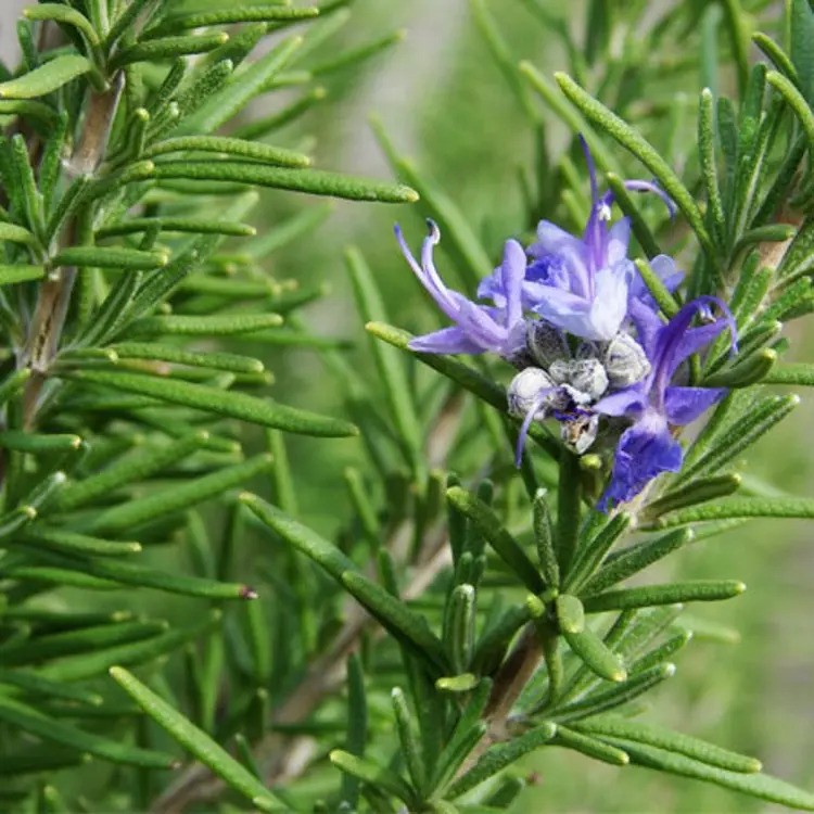 rosemary herb seeds