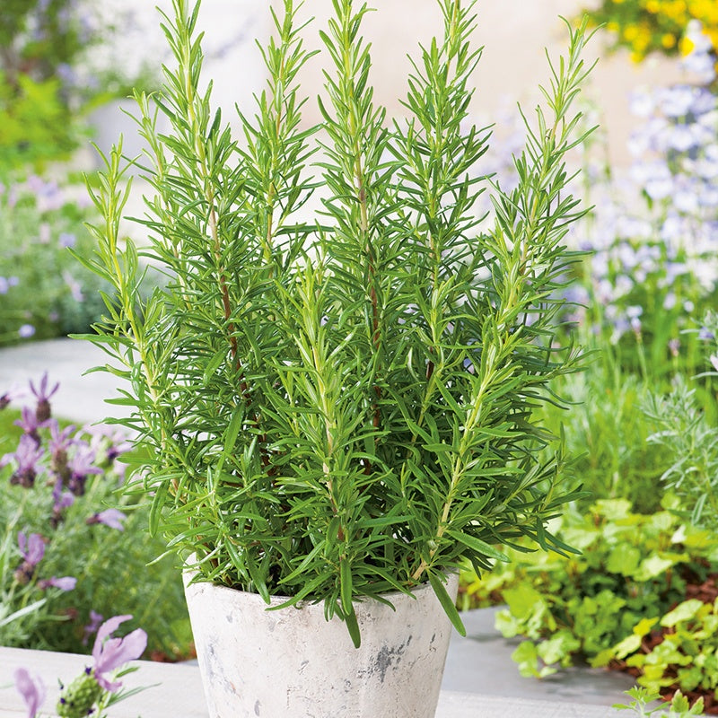 Rosemary Herb seeds - Image 3