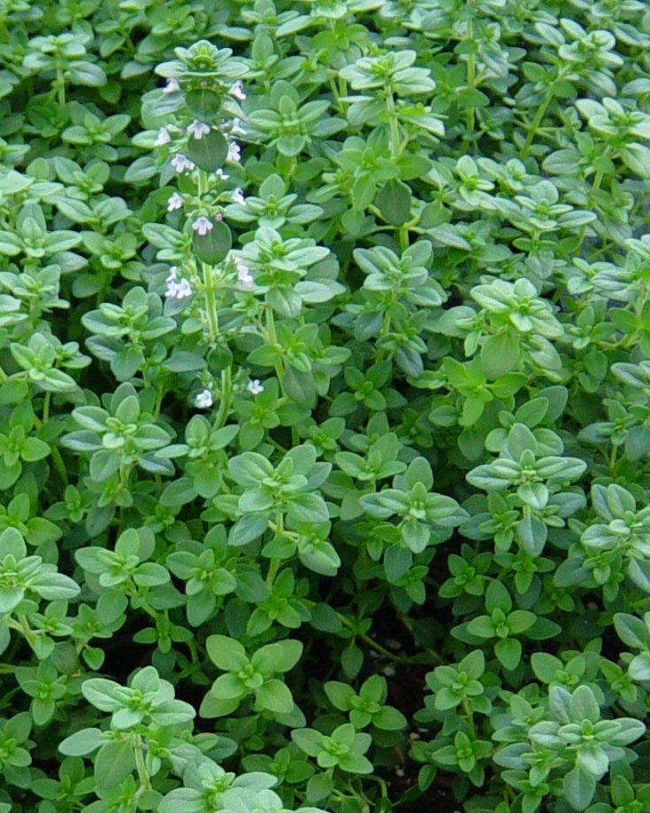 thyme herb seeds