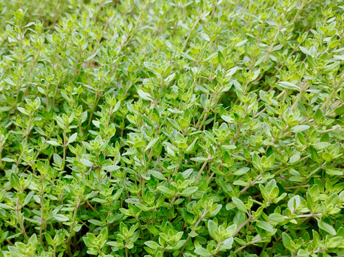 Thyme Herb seeds - Image 2