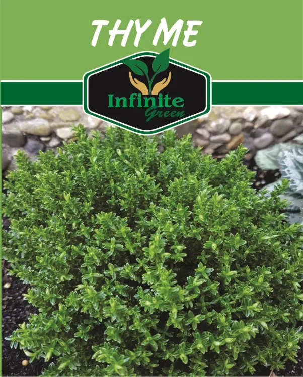 thyme herb seeds