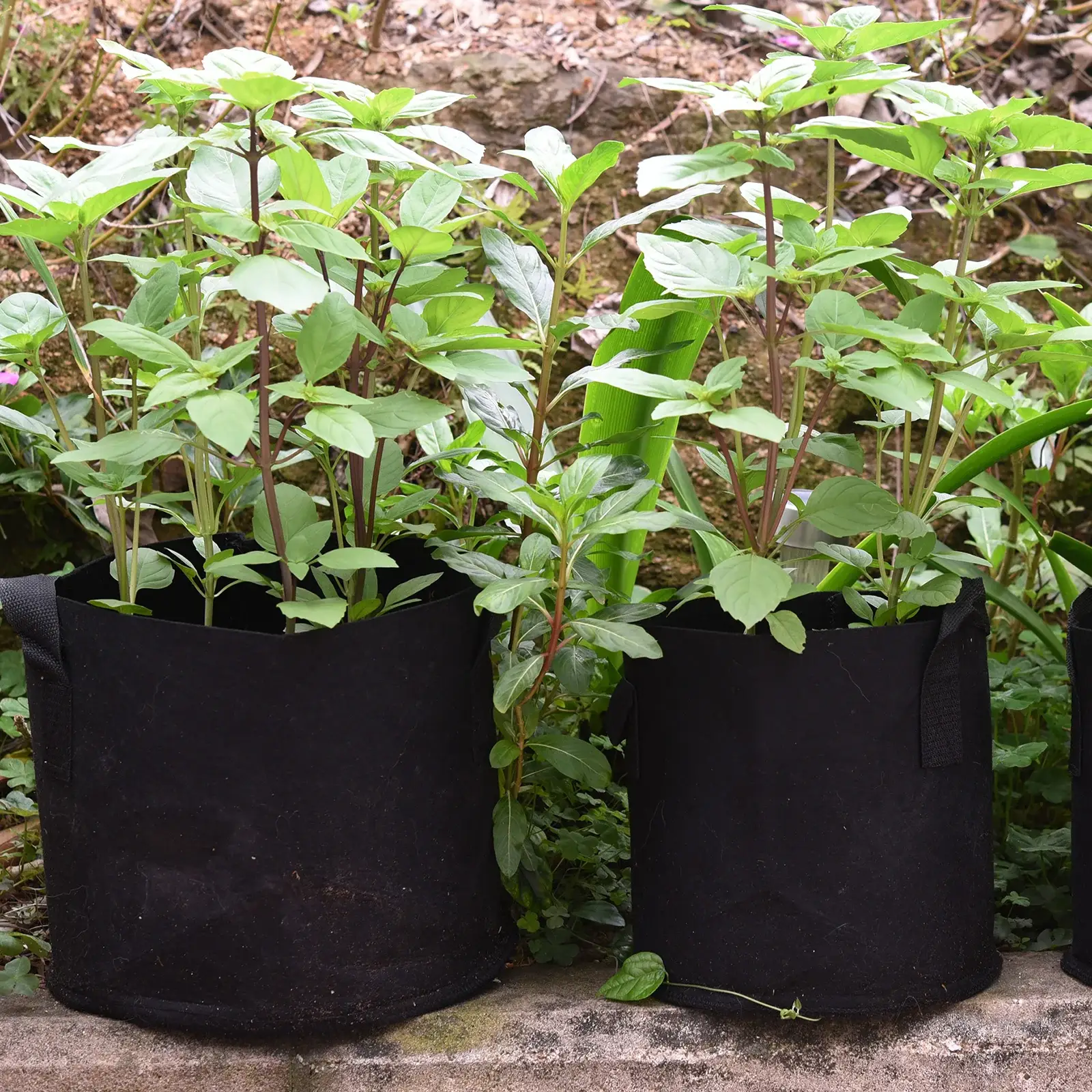 3 Gallon Grow Bags (9*9 Inches) 3 Gallon - Durable, Breathable Plant Pots for Healthy Gardening - Image 3