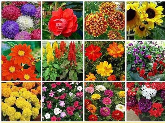 Pack of 10 Random Summer Flowers Seeds - Image 3