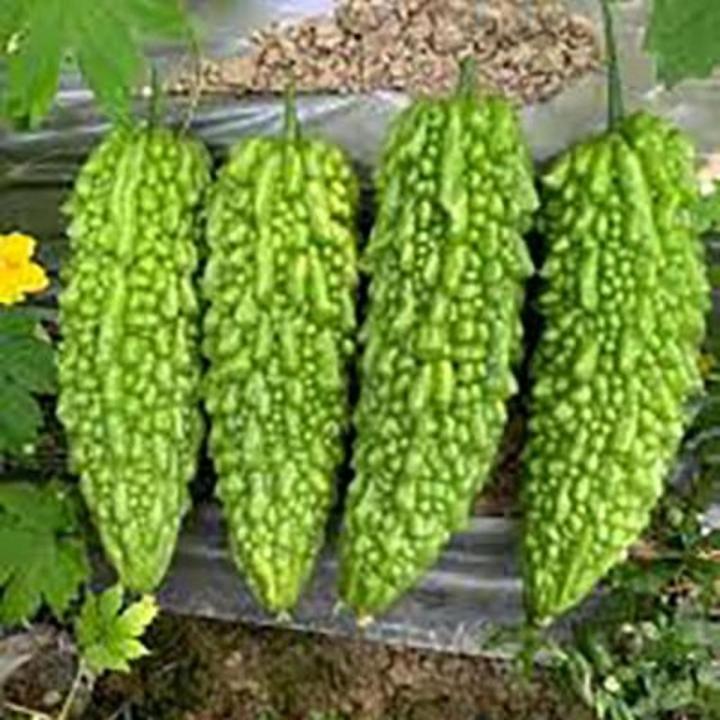 Bitter gourd (Karela) Desi summer Vegetable 10+ seeds - Image 4