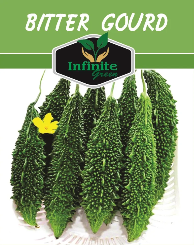 Bitter gourd (Karela) Desi summer Vegetable 10+ seeds - Image 2
