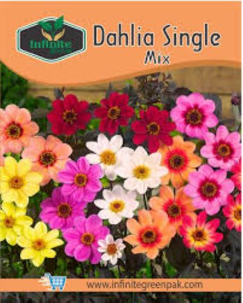 Dahlia Mix Winter Flower Seeds