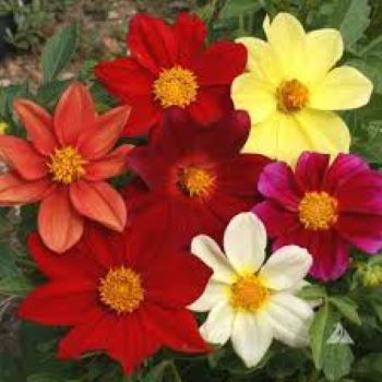 Dahlia Mix Winter Flower Seeds - Image 3