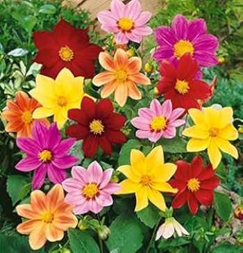 Dahlia Mix Winter Flower Seeds - Image 2