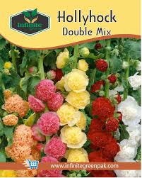 Hollyhock Double Mix Winter Flower Seeds
