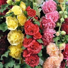 Hollyhock Double Mix Winter Flower Seeds - Image 3