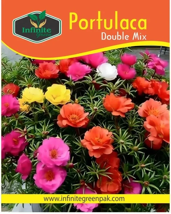 Portulaca Double Mix Gule Dupehri vibrant double blooms