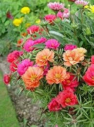 Mixed colour Portulaca Double Mix flowers in garden bed