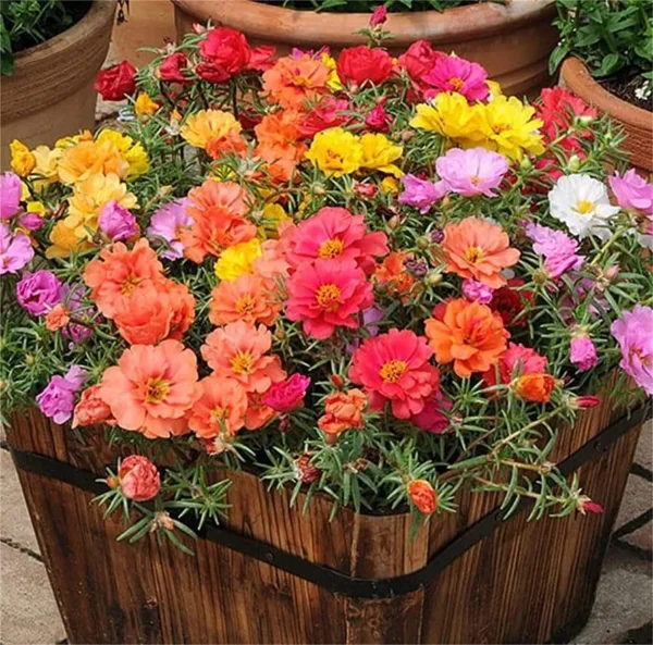 Colourful double layered Portulaca flowers blooming in pot