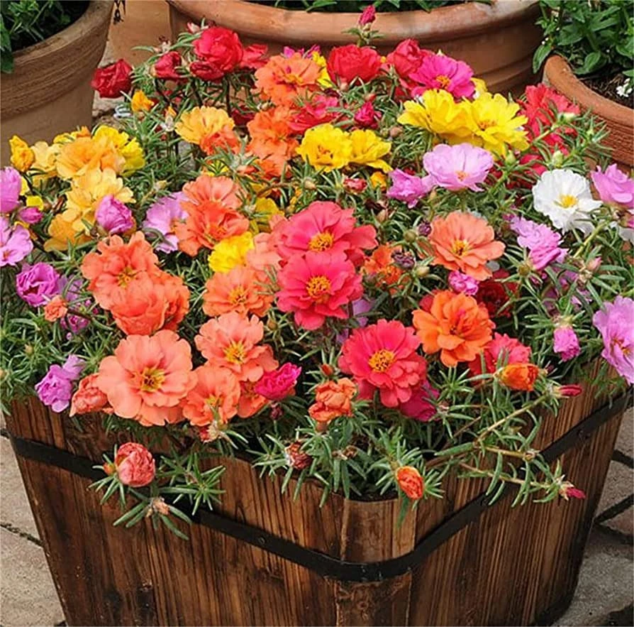 Colourful double layered Portulaca flowers blooming in pot