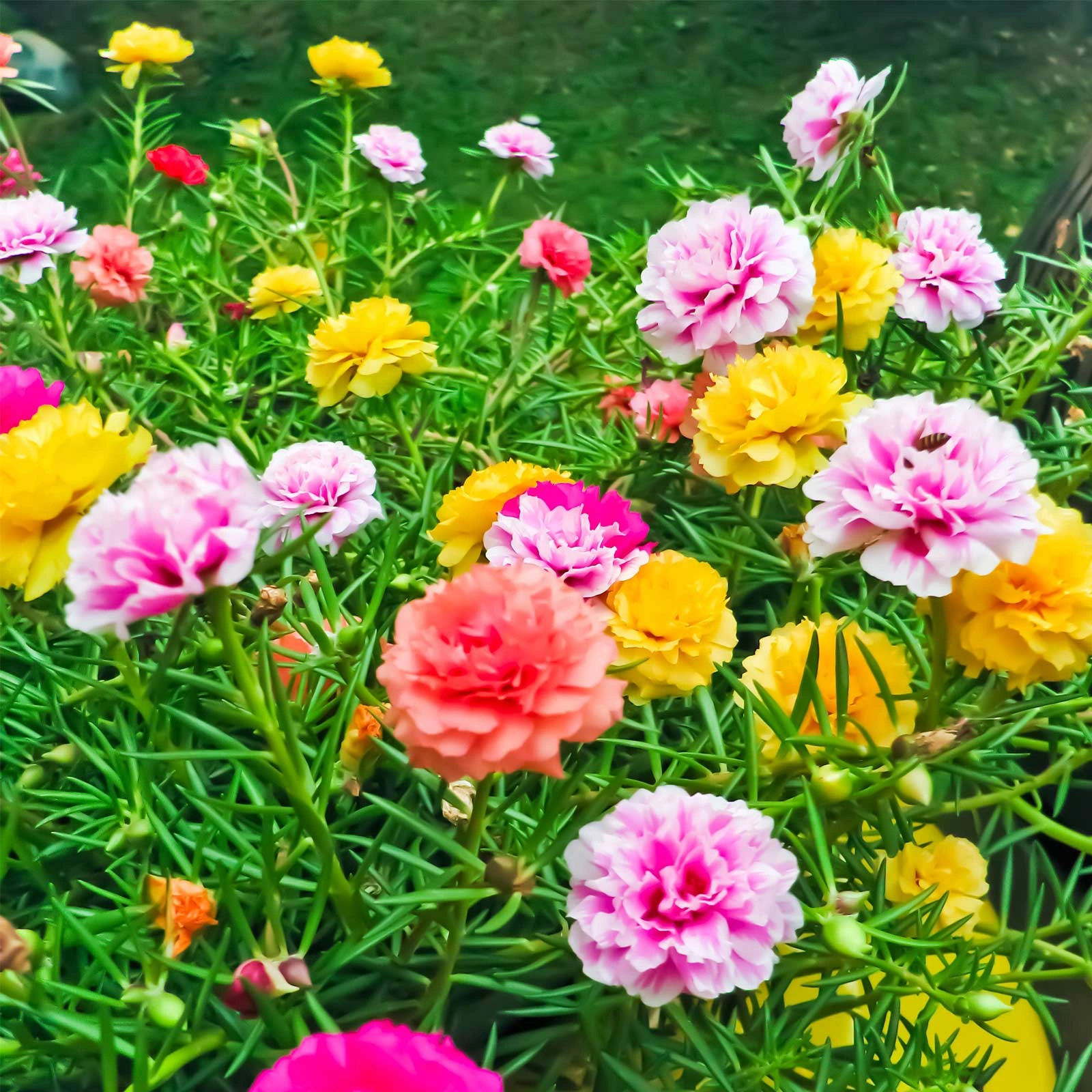 Close up of Portulaca Gule Dupehri double petals summer flowers
