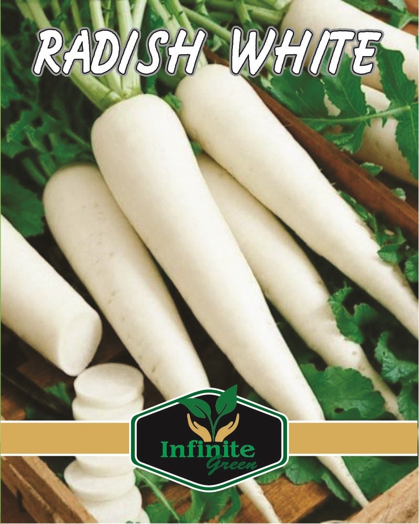 WHITE RADISH WINTER VEGETABLE SEEDS 100 PLUS SEEDS