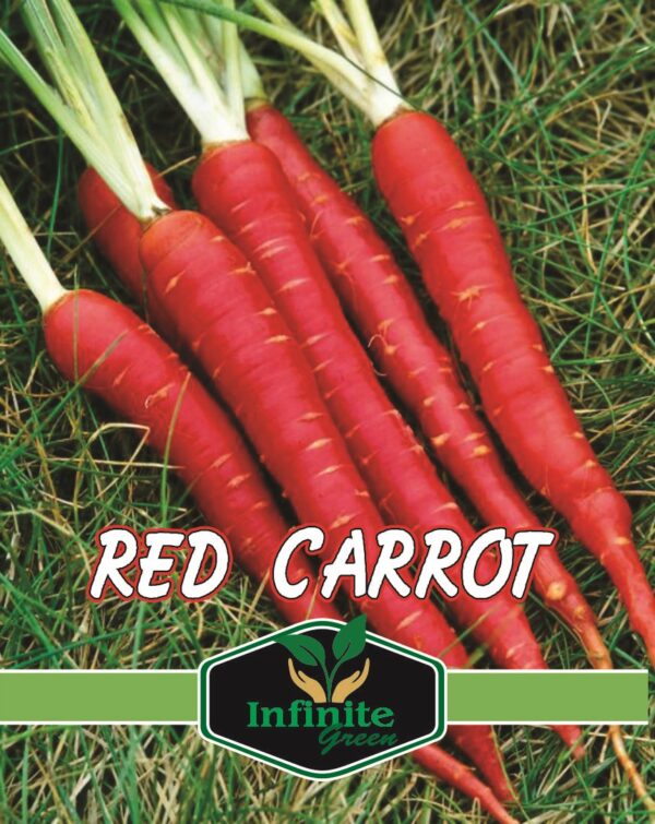 Red Carrot Winter Vegetable 350 Plus Seeds