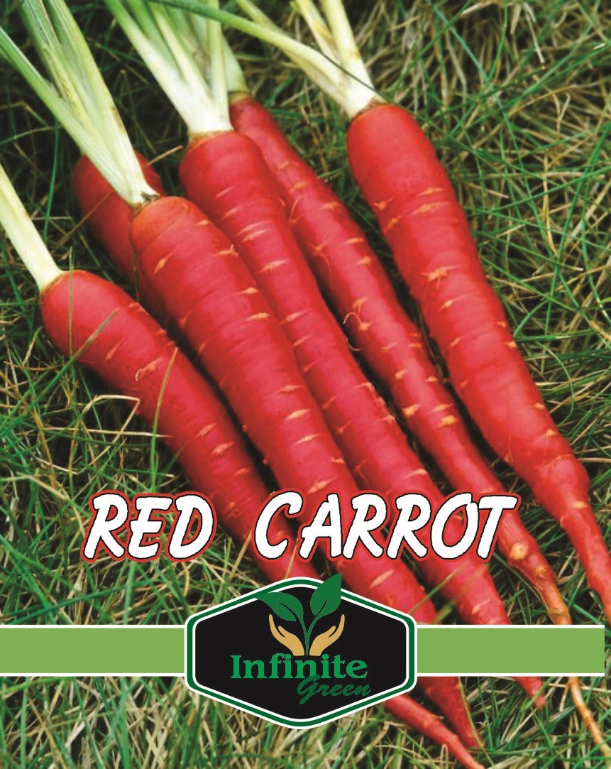 Red Carrot Winter Vegetable 350 Plus Seeds