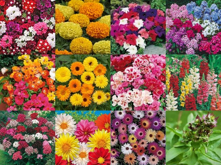 Winter Flower Seeds all in one Pack , winter flower seeds for Home Garden - Image 3