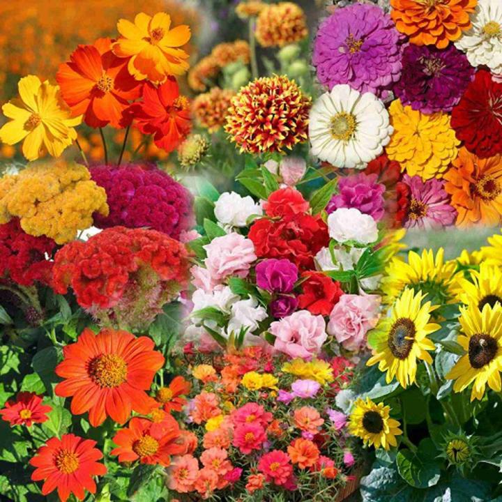 Winter Flower Seeds all in one Pack , winter flower seeds for Home Garden - Image 2