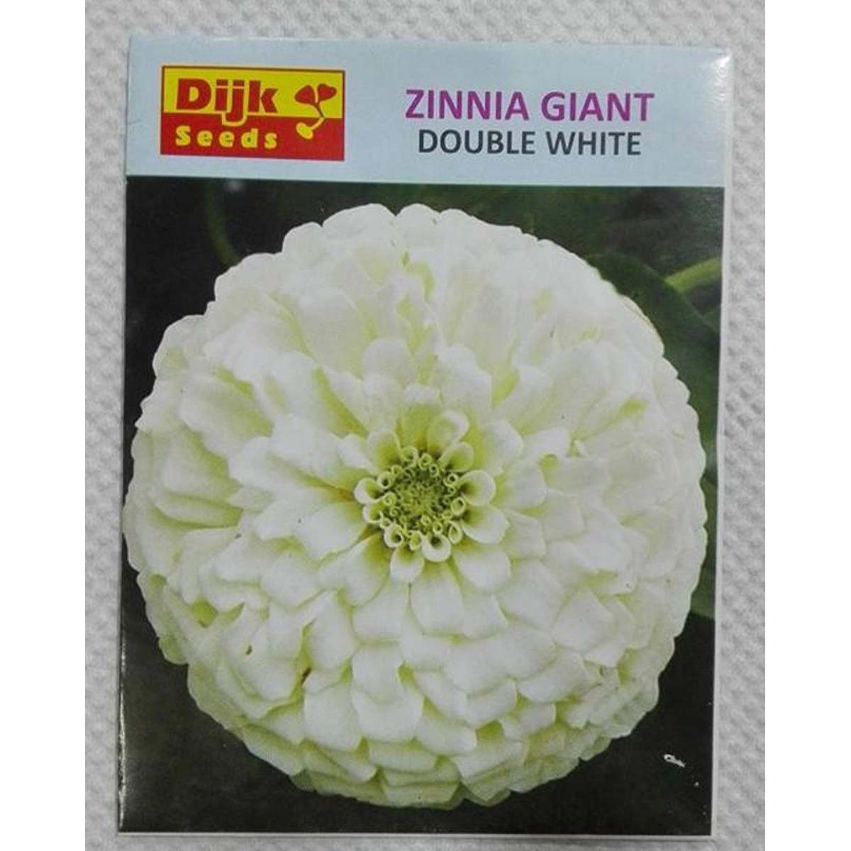 Zinnia Giant Double White flower fully bloomed with large double petals
