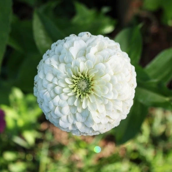 Zinnia Giant Double White plants with strong stems and large white flowers