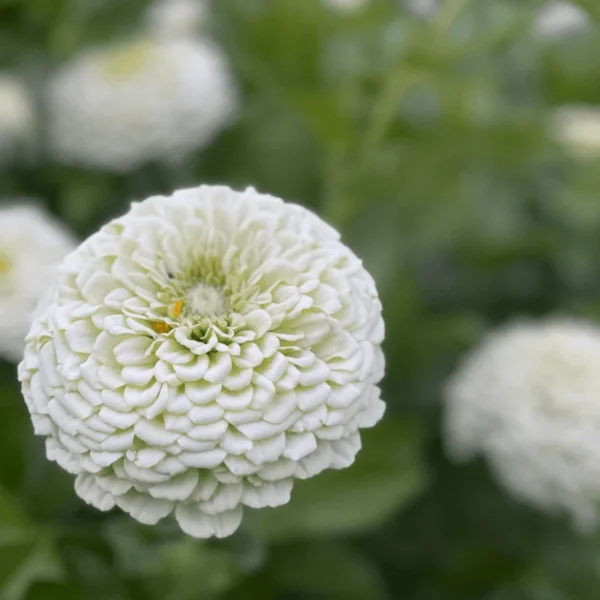 Close-up of Zinnia Benary’s Giant White showing dense white petals