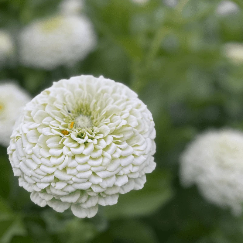 Close-up of Zinnia Benary’s Giant White showing dense white petals