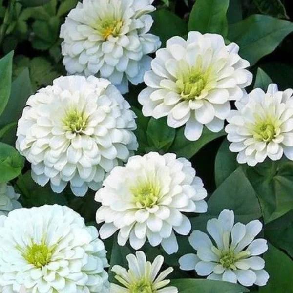 Group of tall Zinnia Giant Double White flowers blooming in garden