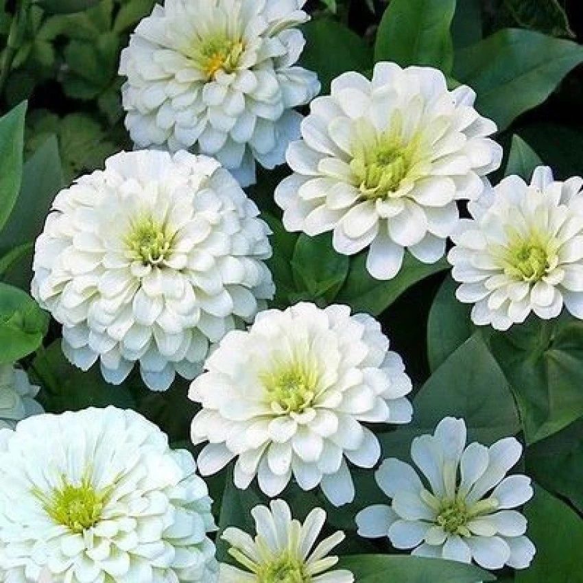 Group of tall Zinnia Giant Double White flowers blooming in garden