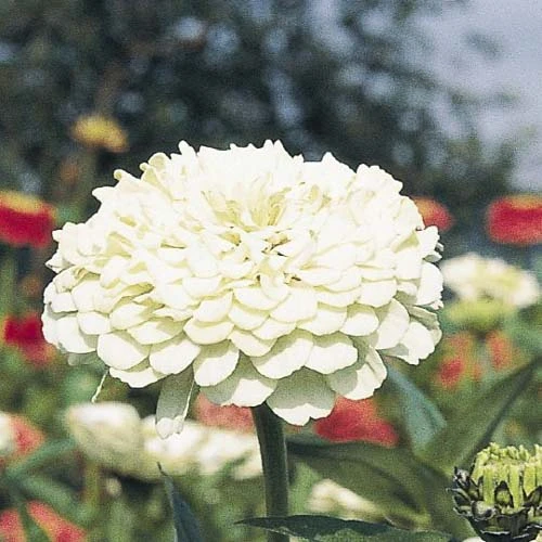 Tall zinnia plants with thick stems and large white blooms