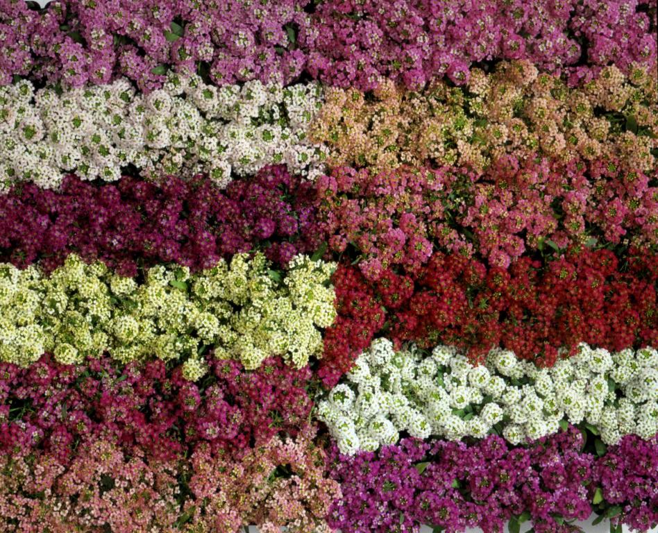 Alyssum Mix Winter Flower Seeds