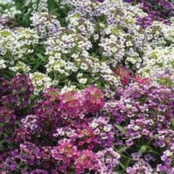 Alyssum Mix Winter Flower Seeds - Image 3