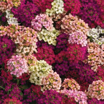 Alyssum Mix Winter Flower Seeds - Image 2