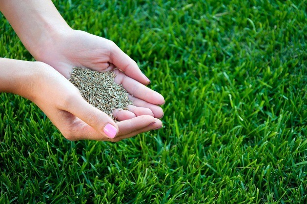 Bermuda Grass Seeds( Lawn Grass Seeds) 100 Gram - Image 4