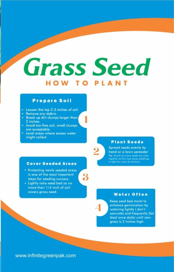 Bermuda Grass Seeds( Lawn Grass Seeds) 100 Gram - Image 2