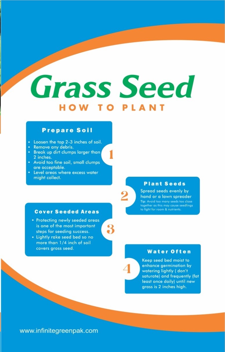 Bermuda Grass Seeds( Lawn Grass Seeds) 100 Gram - Image 2