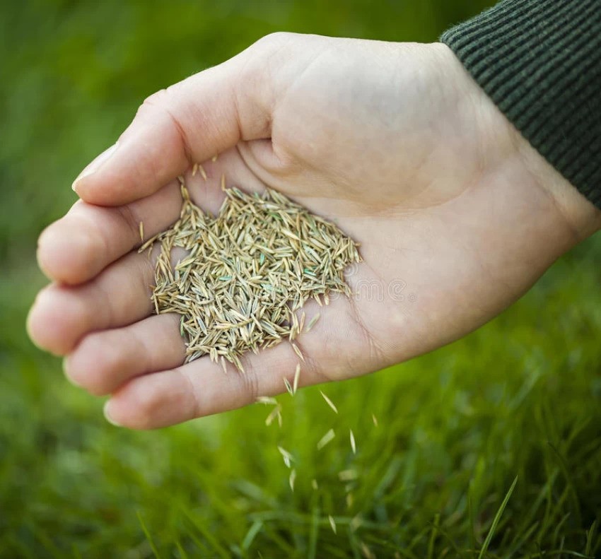 Bermuda Grass Seeds( Lawn Grass Seeds) 100 Gram - Image 3