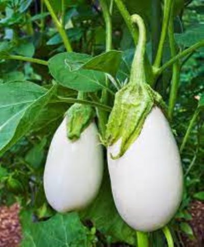 White Eggplant Brinjal F1 Hybrid Seeds - Image 2