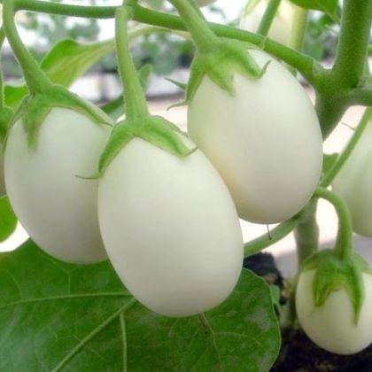 White Eggplant Brinjal F1 Hybrid Seeds - Image 3