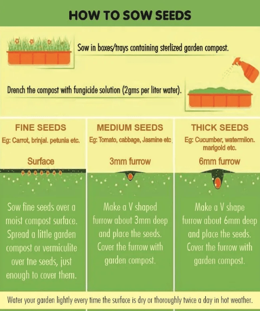 Broccoli F1 Hybrid Seeds - Image 2