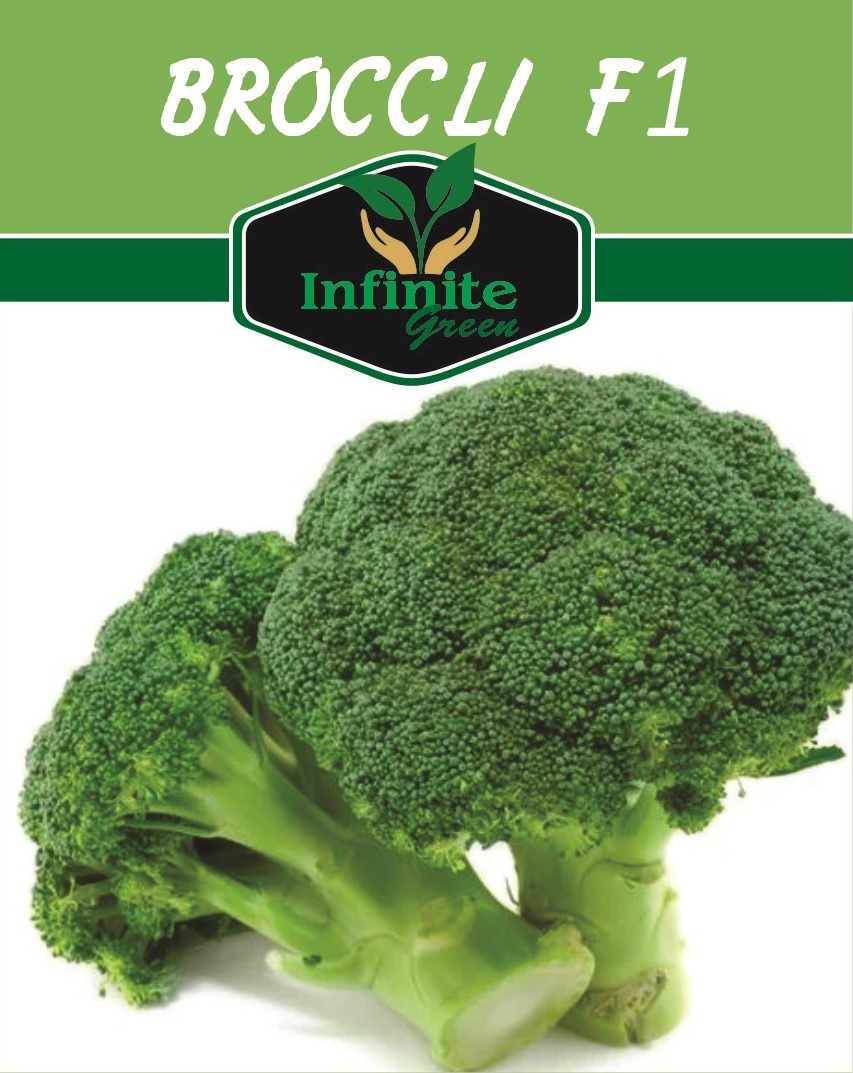 Broccoli seeds f1 hybrid vegetable seed