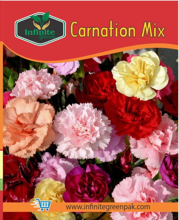 Carnation mix winter Flower seeds