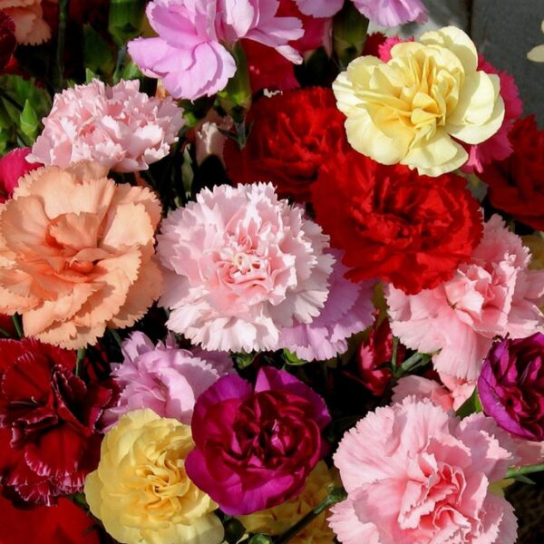 Carnation mix winter Flower seeds - Image 3
