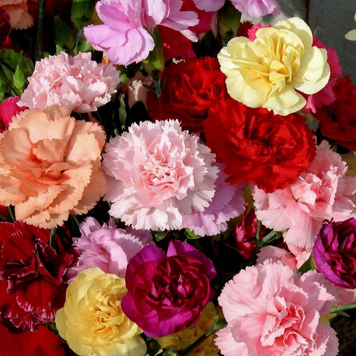 Carnation mix winter Flower seeds - Image 3