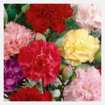 Carnation mix winter Flower seeds - Image 2