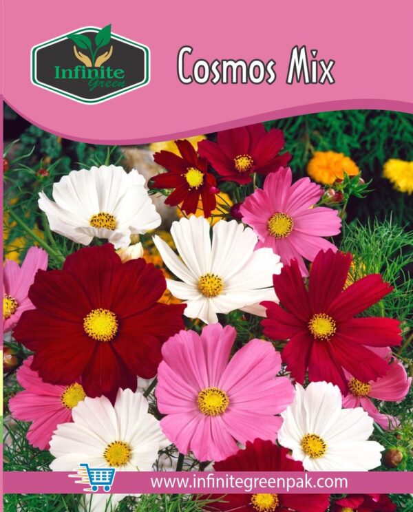 Cosmos Mix Winter Flower seeds