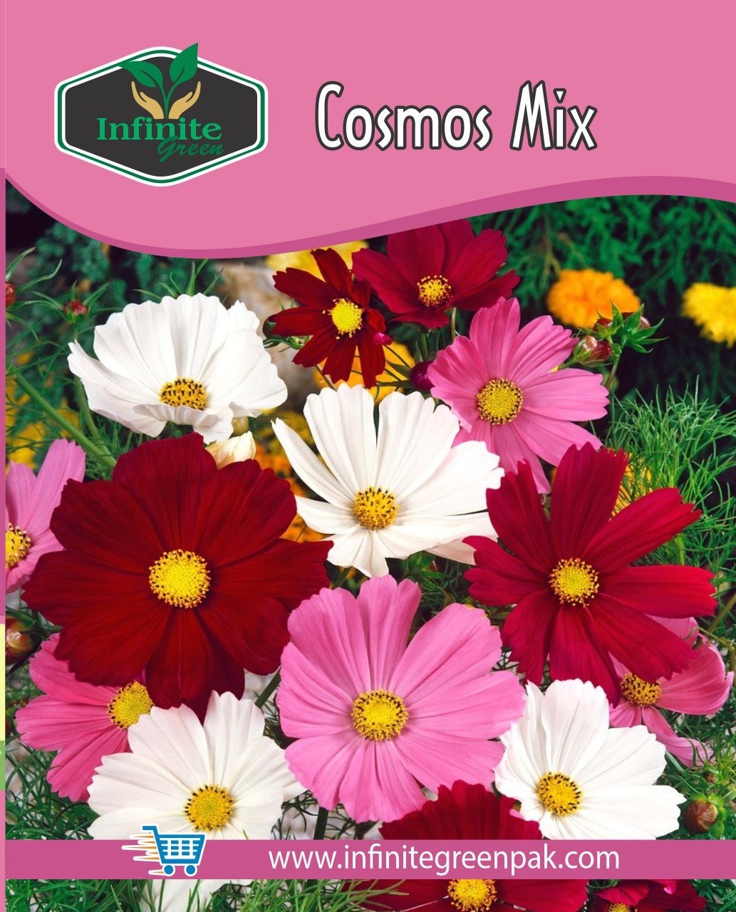 Cosmos Mix Winter Flower seeds